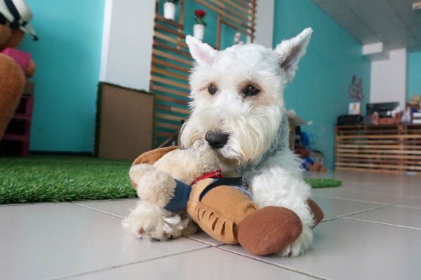 Miniature schnauzer playing