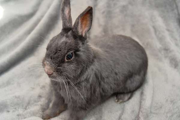 Netherland dwarf on blanket