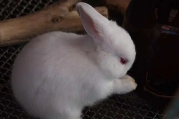 A polish rabbit on mesh
