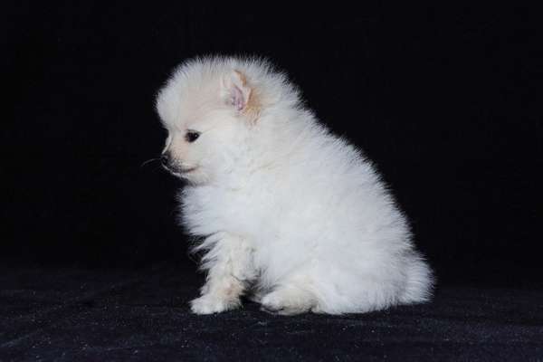 Pomeranian puppy