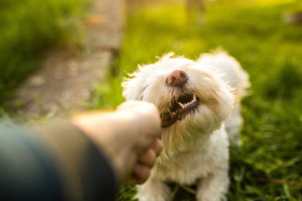 Biting maltese dog