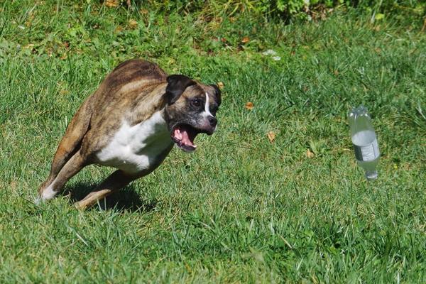 Boxer dog in action