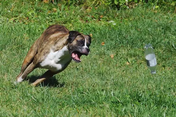 Boxer dog in action