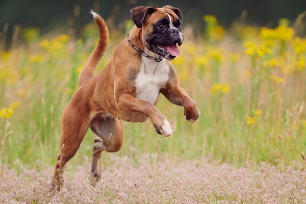 Boxer dog jumping