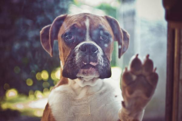 Boxer dog looking out