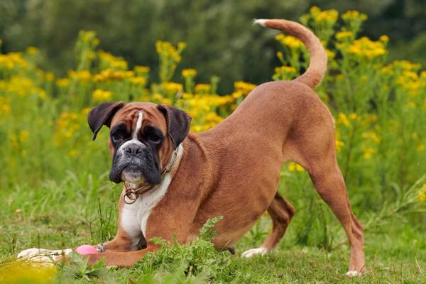 Boxer dog playing ball