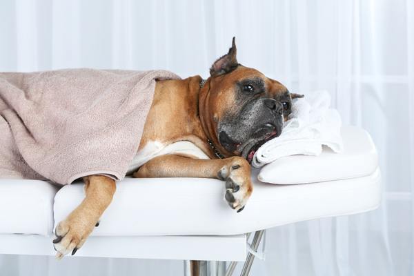 Boxer dog resting on bed