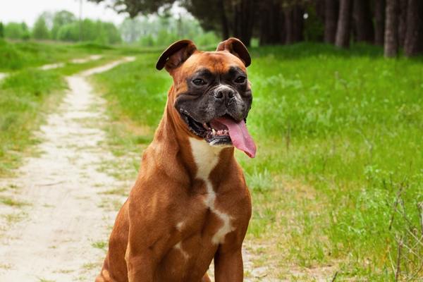 Boxer dog sitting