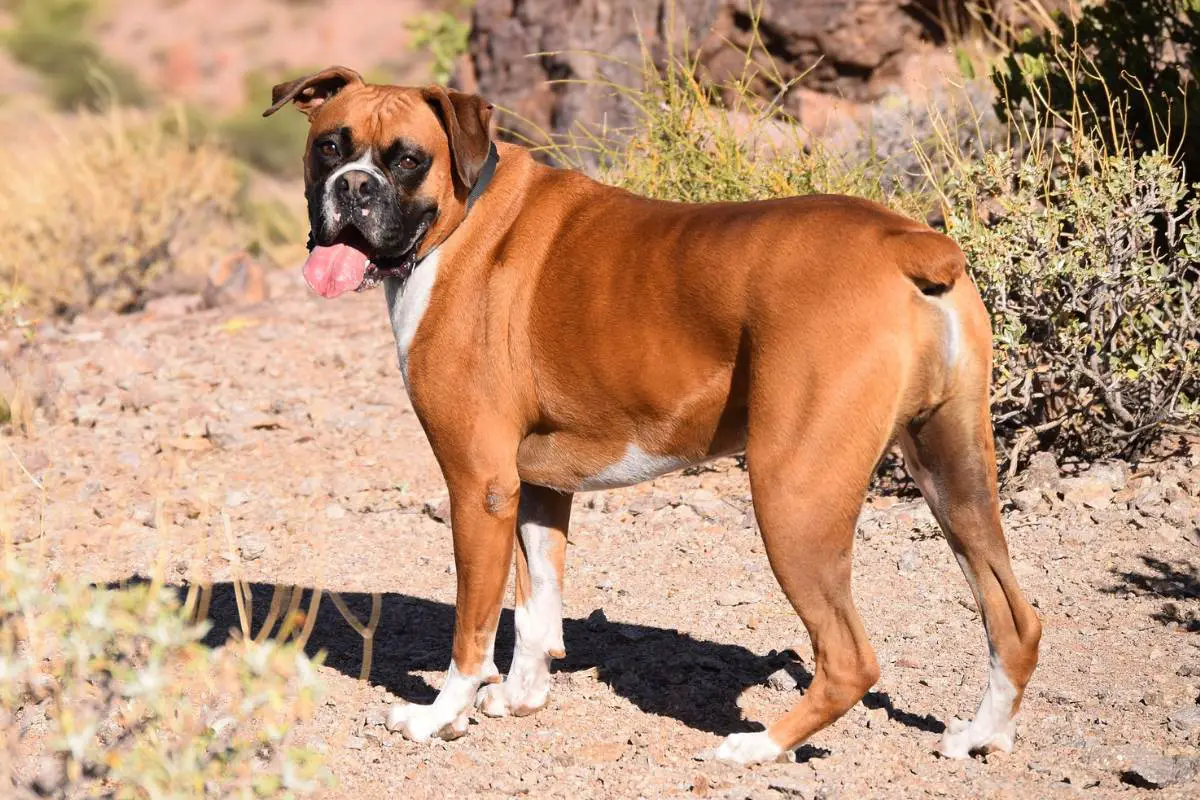 Boxer dog standing