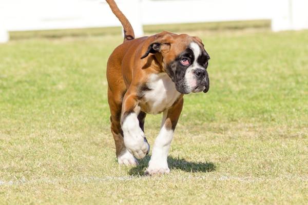 Boxer dog walking in the grass