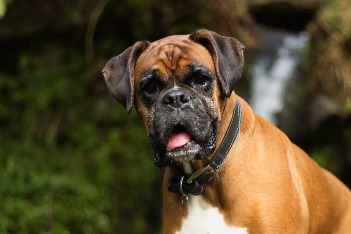 Boxer dog with leash