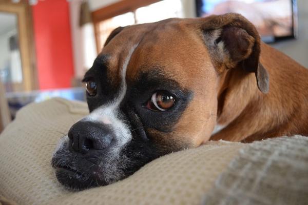 Boxer dog with pillow