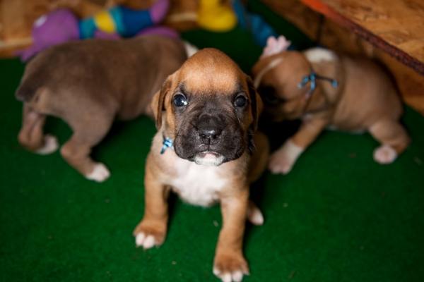 Boxer puppies on green mat