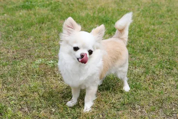 Chihuahua licking its nose