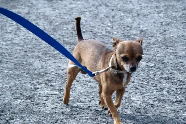 Chihuahua on a leash