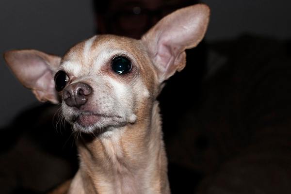 Chihuahua on couch