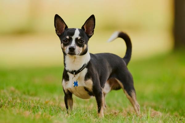 Chihuahua standing in the grass