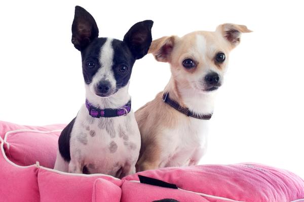 Chihuahuas on dog bed