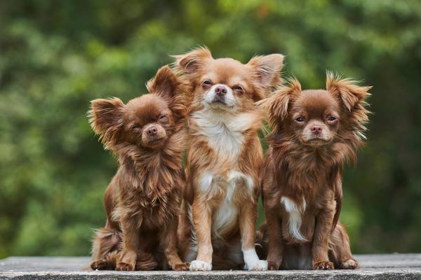 Chihuahuas sitting on wood