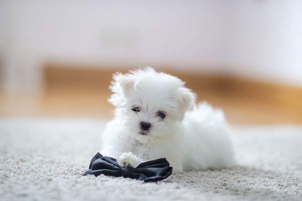 Cute maltese puppy on white carpet