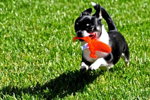 Energetic chihuahua playing outside
