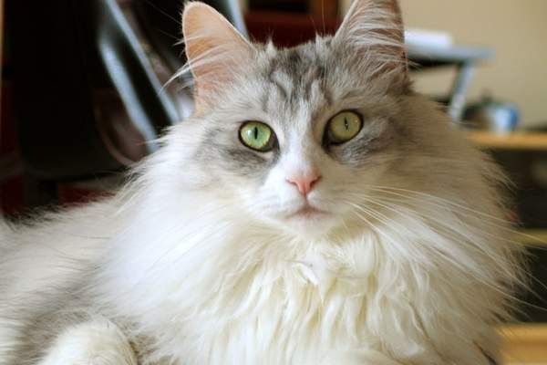 Female maine coon