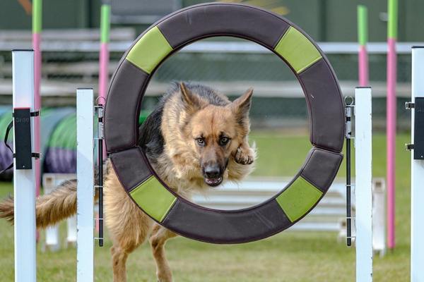 German shepherd doing agility