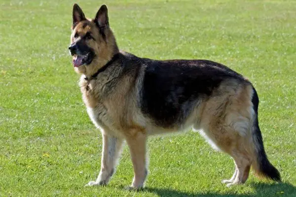 German shepherd on the grass field