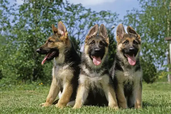 German shepherd puppies