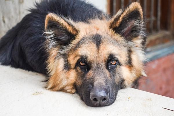 German shepherd resting on white surface