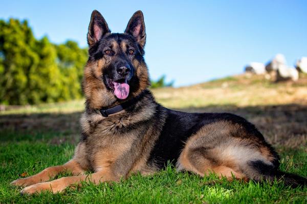 German shepherd resting