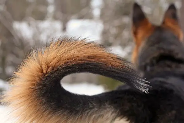 German shepherd tail