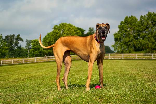 Great dane in the field