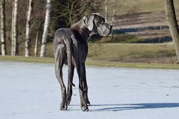 Great dane on the park