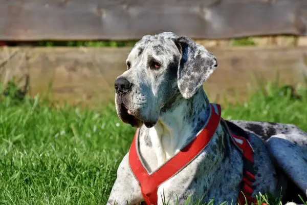 Great dane resting on grass