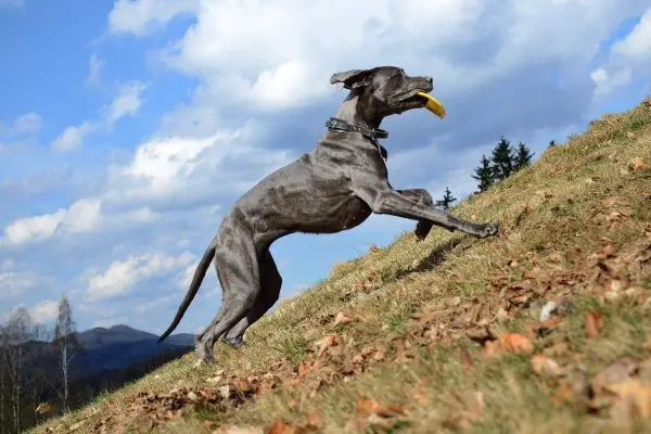 Great dane running uphill