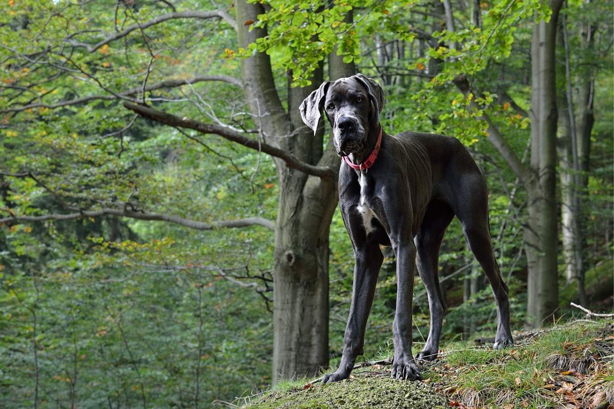 Great dane standing on a hill