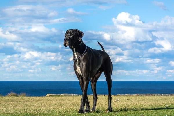 Great dane standing