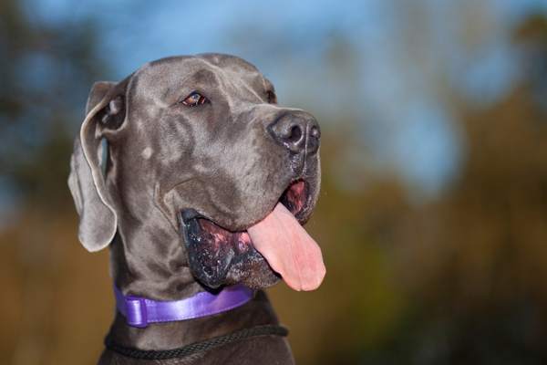 Head shot of great dane