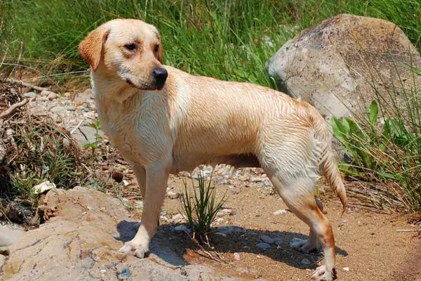 Labrador retriever after swimming