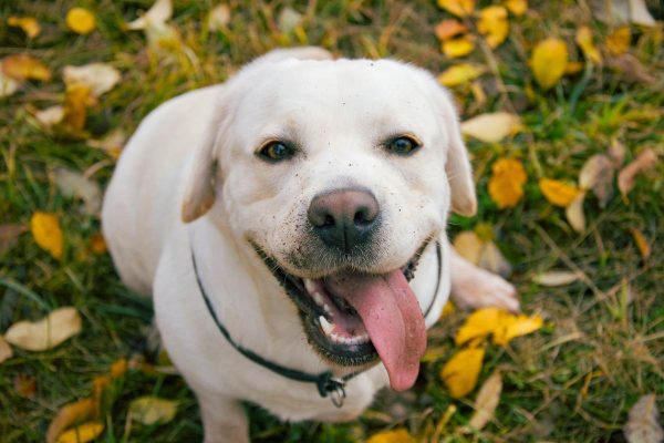 Labrador retriever looking at the camera