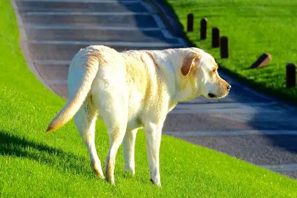 Labrador retriever on golf course
