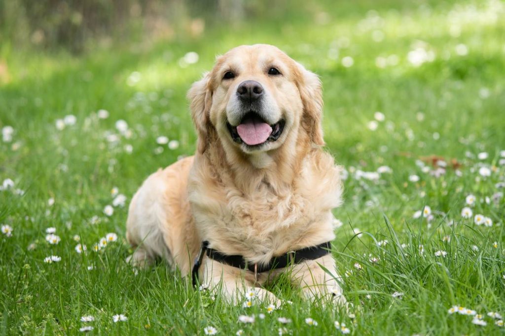 12 Defining Characteristics of Labrador Retrievers Bela Pets