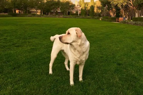 Labrador retriever standing