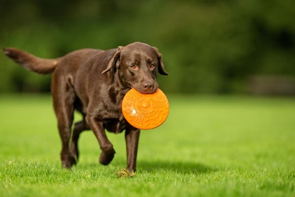 Labrador retriever with disc