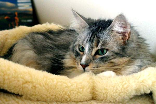 Maine coon cat with green eyes