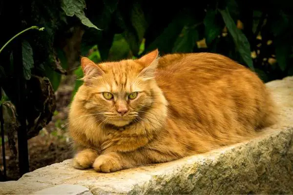 Maine coon resting outside