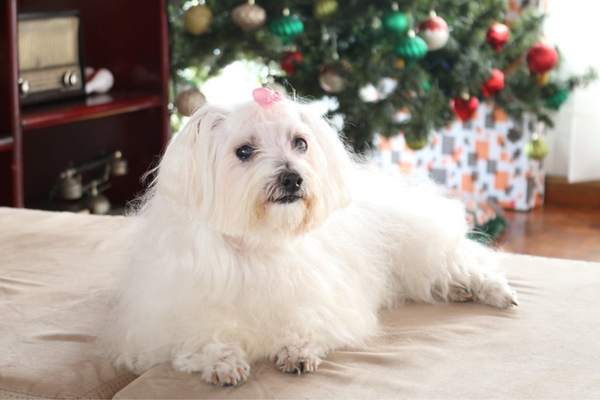 Maltese dog on bed