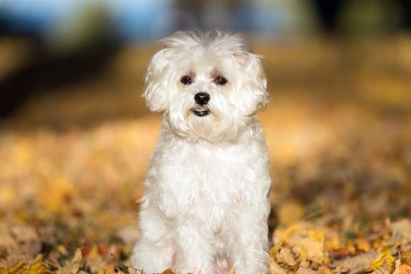 Maltese dog standing