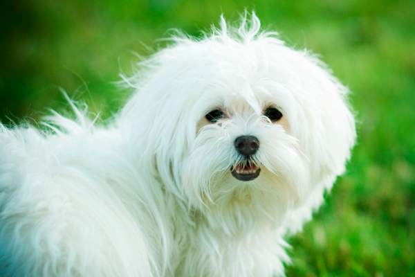 Maltese in grass field